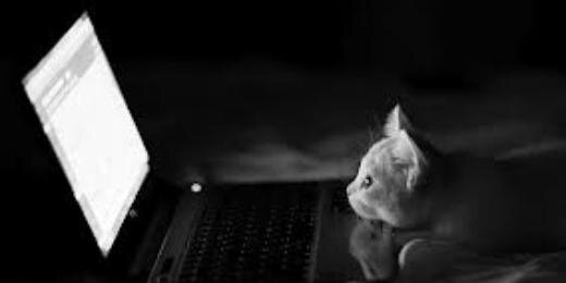 Meowum's profile banner image