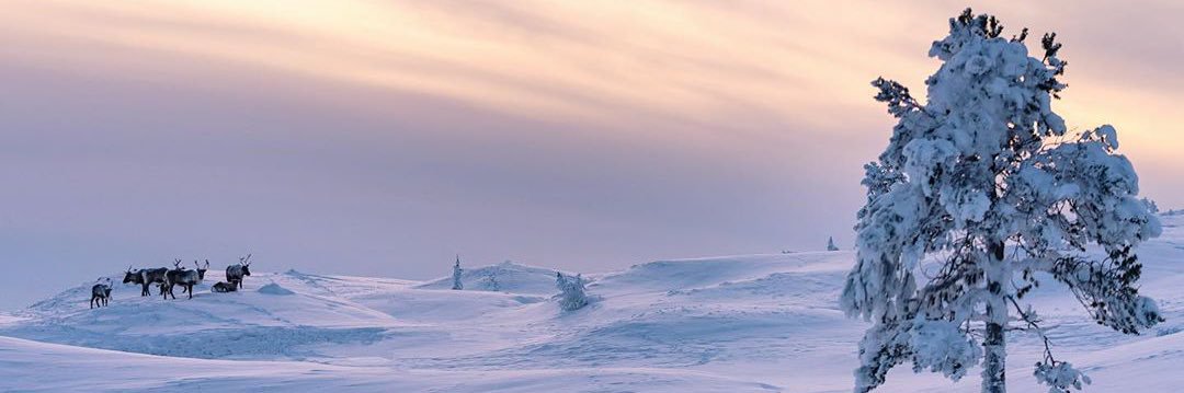 重度虐阳资源 - SnowCrow banner