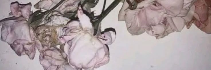 devilishcals's profile banner image