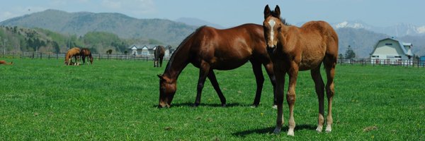 MULBERRY_STABLE Profile Banner