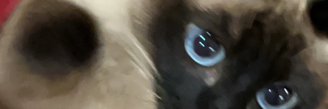 pu ddi n g's banner