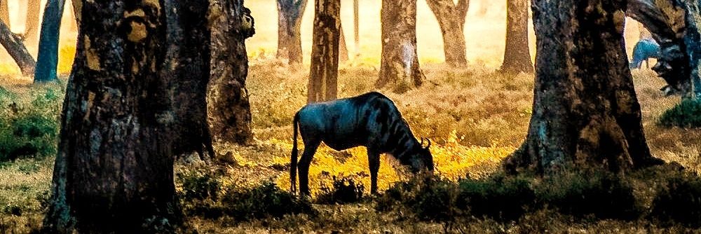 ٌDarksaber ❁ banner