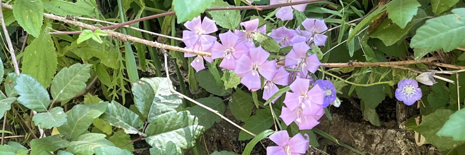 tinyplants_'s profile banner image
