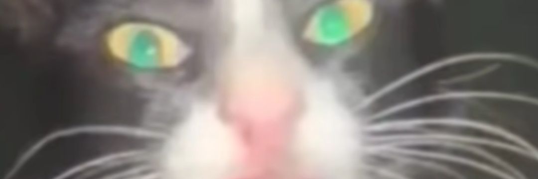 Rose_Draws!| FREE 🍉| ARCO-GEN SMP banner