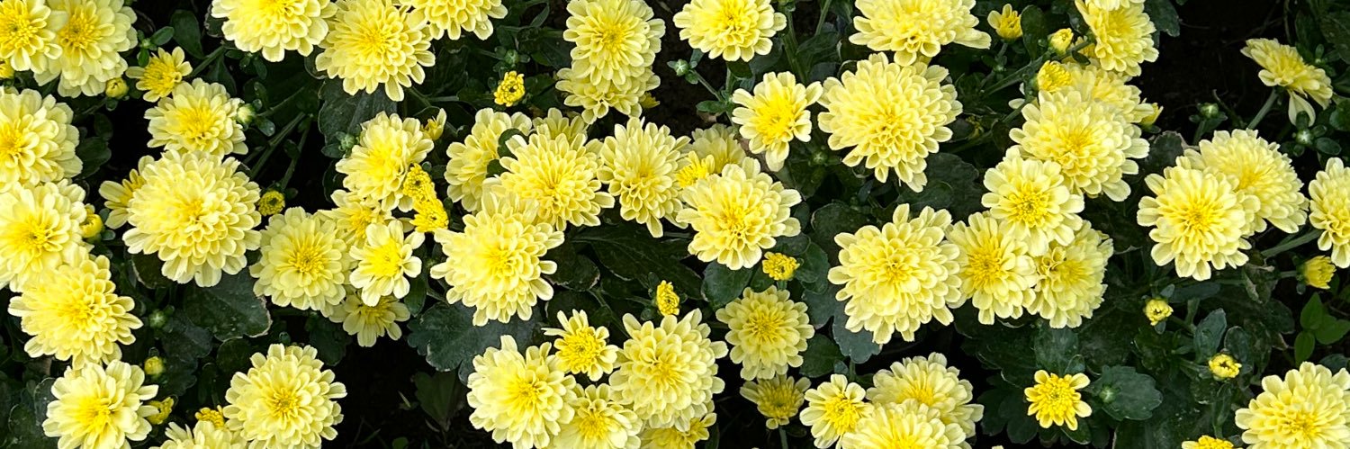 رنيـم محـبوب✨Raneem Mahboob banner