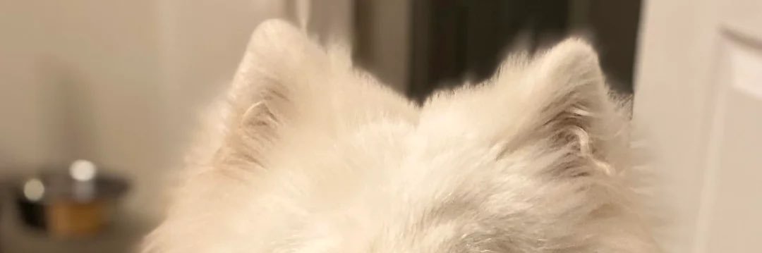 samoyed_urpet's profile banner image