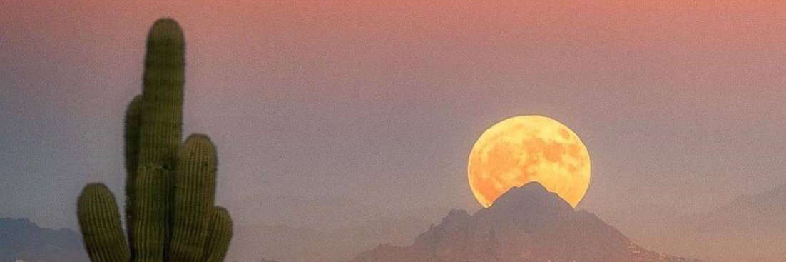 azdesertdove1's profile banner image