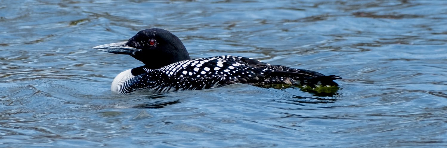 AshFindsBirds's profile banner image