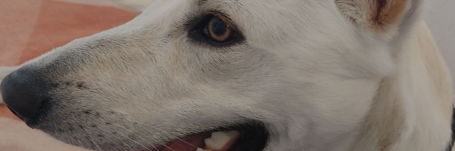 RafaCaabral's profile banner image