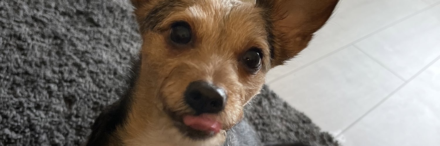 Karolina Staniecka banner