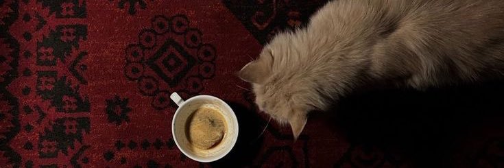 عـذاء العذيـة banner