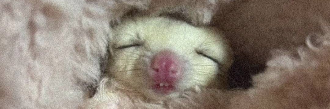 tnnArk 🖤♣️♦️🃏 banner