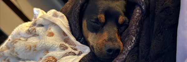 Shedat113 Profile Banner