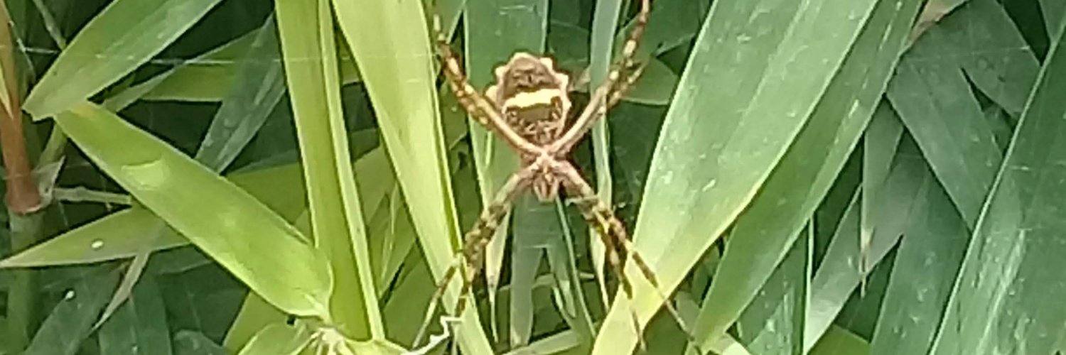 Laura Fernandez banner