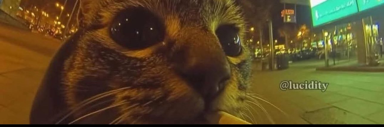 bruno the dawg banner