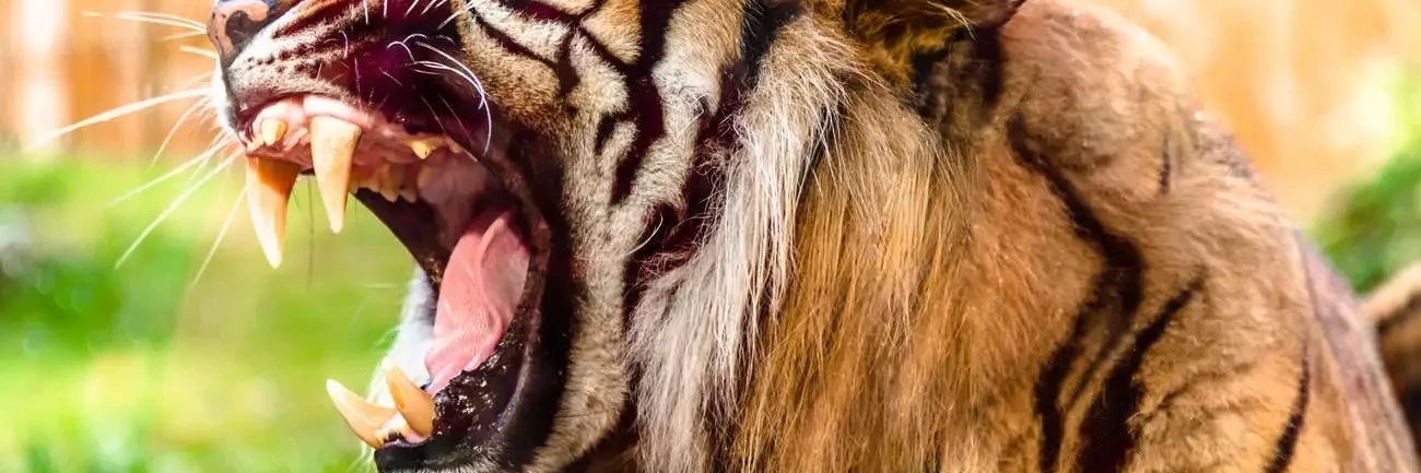 ValorRoar's profile banner image