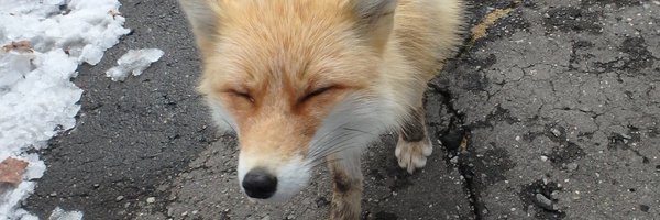 sage_sona Profile Banner