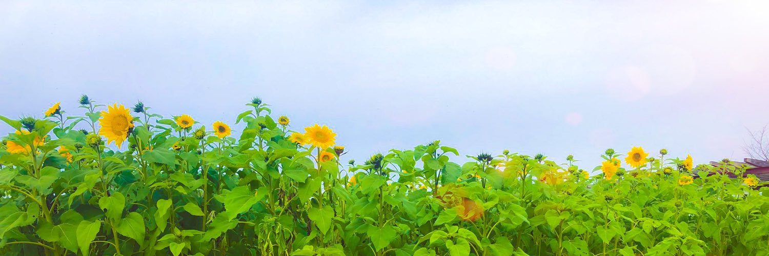 shige__s's profile banner image