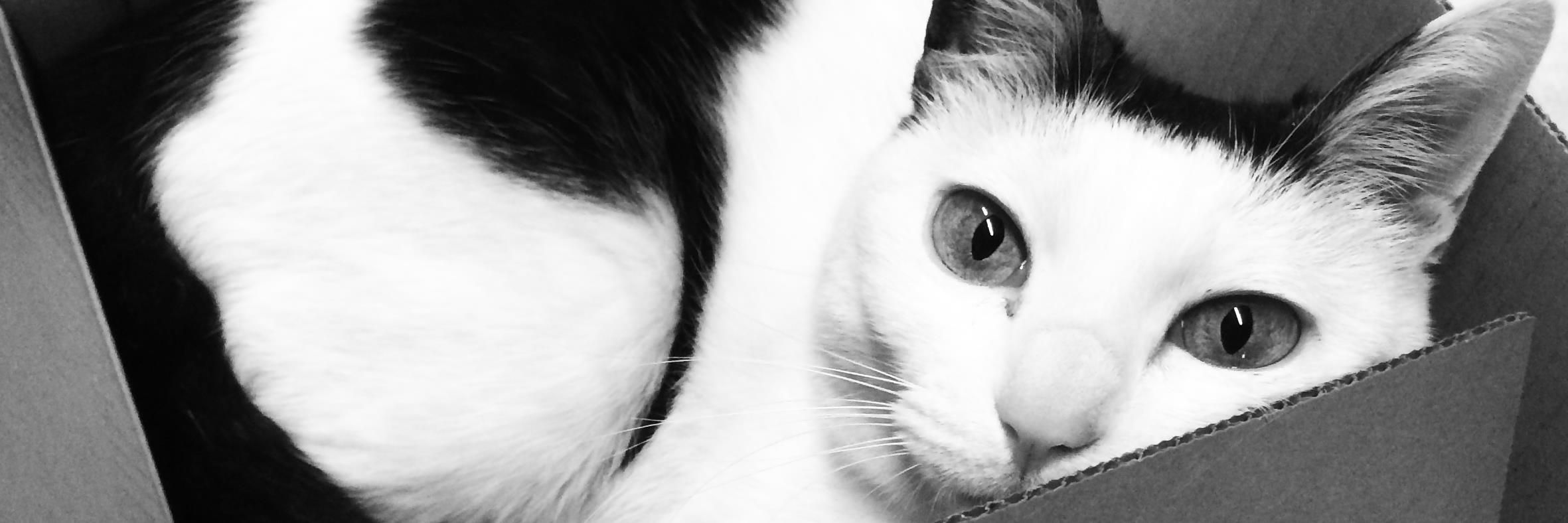 mannenneko's profile banner image