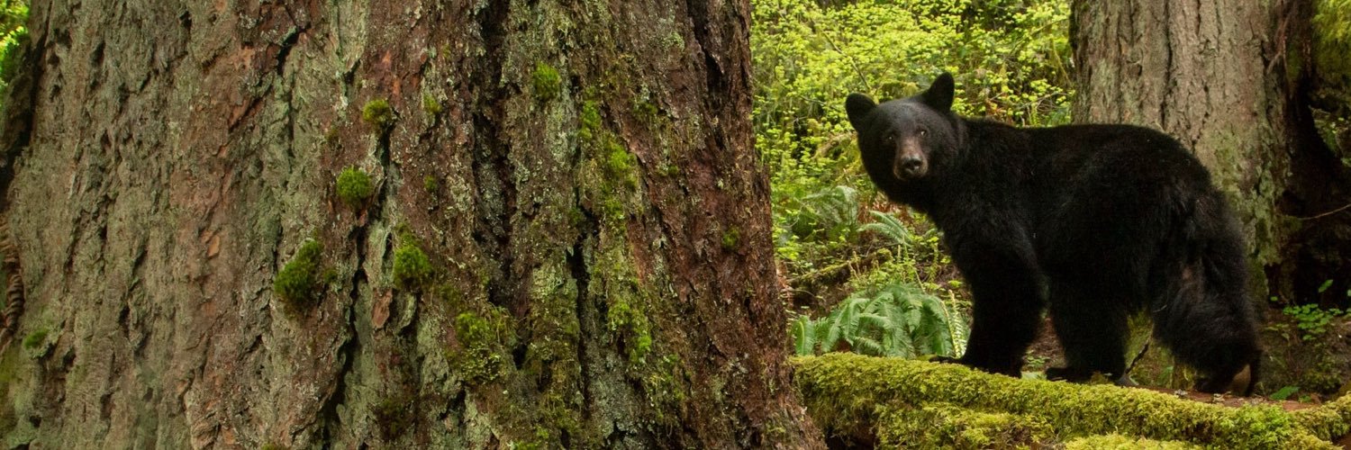 Lockedig's profile banner image