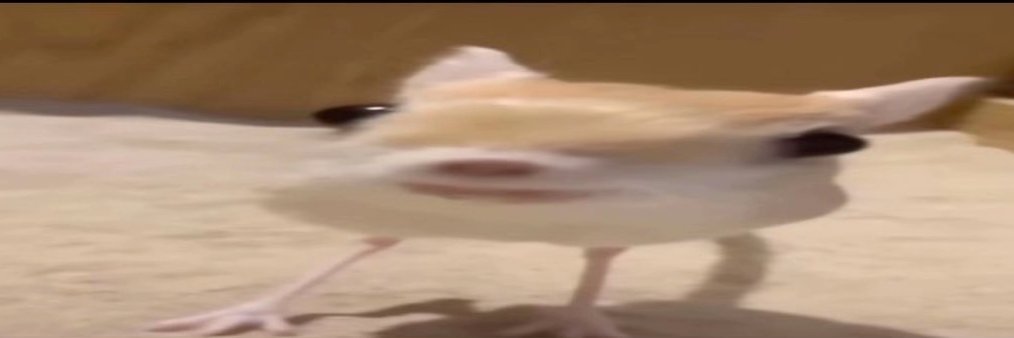 Thewackytrap banner