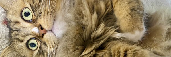 noa_coco_04 Profile Banner