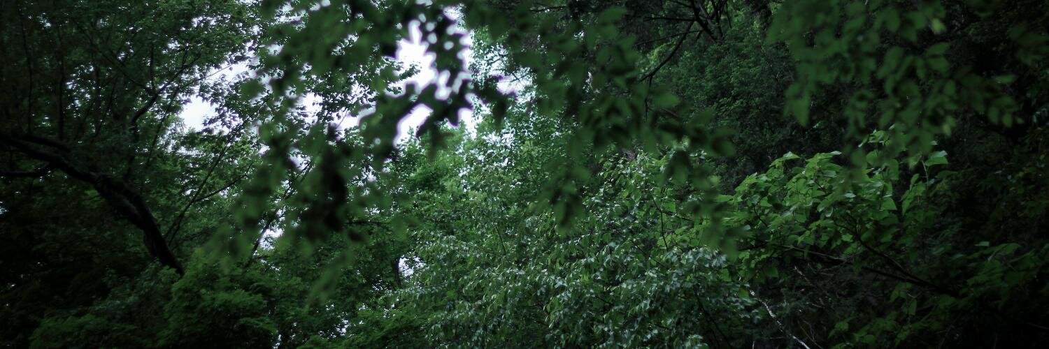 e_solomonova's profile banner image