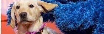 Harleen MD banner