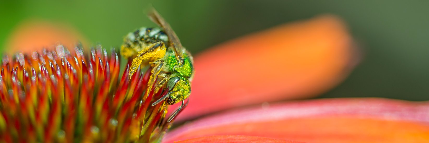 GreenBeebugfarm's profile banner image