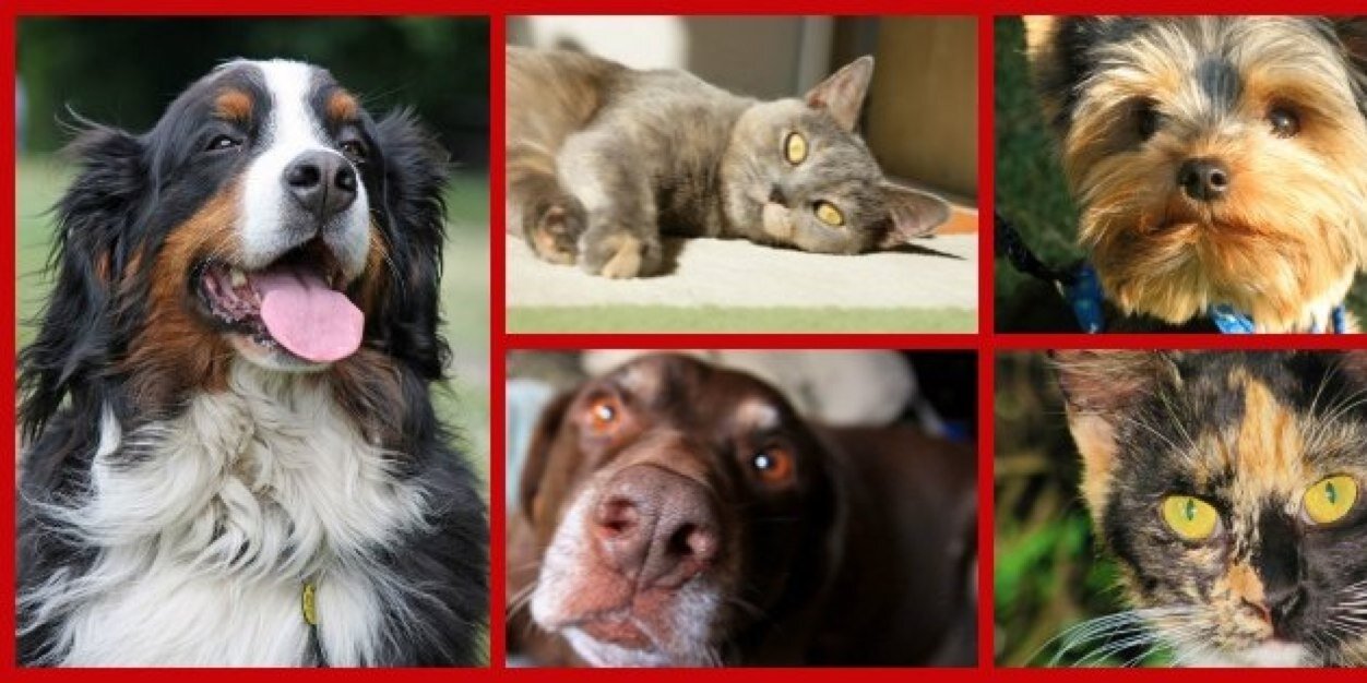 SnaggleFootBham's profile banner image
