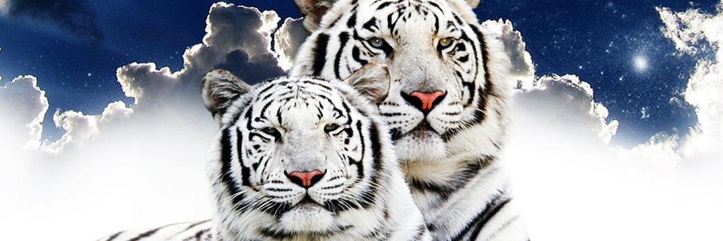 leshellservices's profile banner image