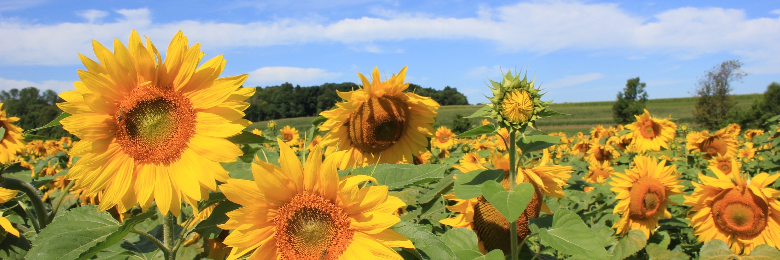 Hilary Bowen banner