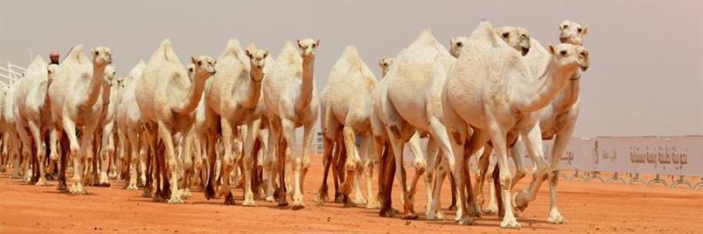 بدوي تهامة (أبو احمد) ١١٣٩هـ 🇸🇦 banner