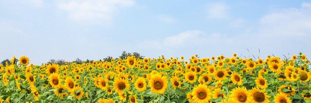tyaskey_'s profile banner image