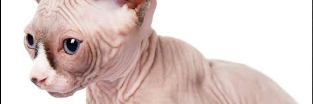 Trommerrr's profile banner image