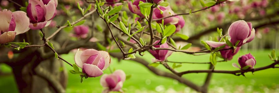 Roxy_Mircea's profile banner image