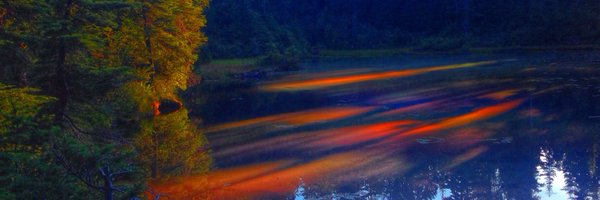 BrandMaven Profile Banner