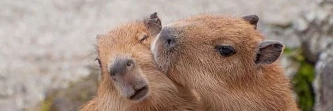 manuelcn00's profile banner image