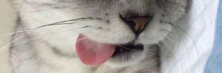 bulan bocil windah banner