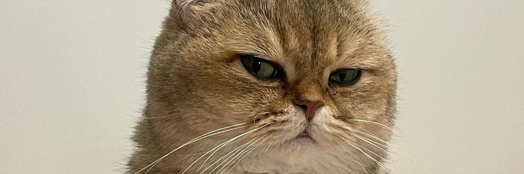 Baskom Stainless banner