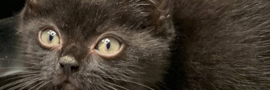 goblin4same's profile banner image
