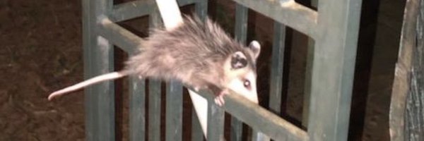 maddecent Profile Banner