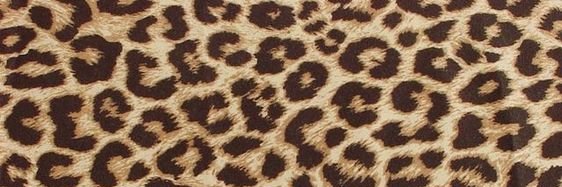 perturrbation's profile banner image