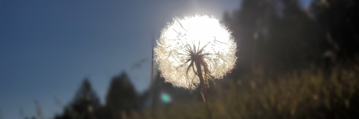 Perry Platypus banner