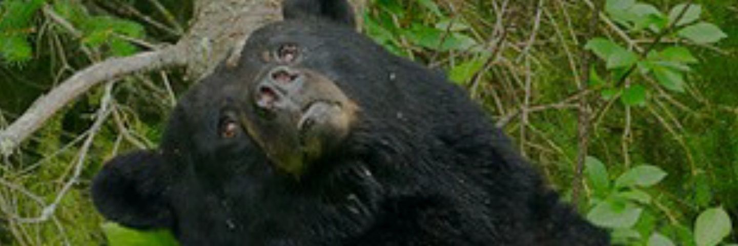 Schlockgod banner