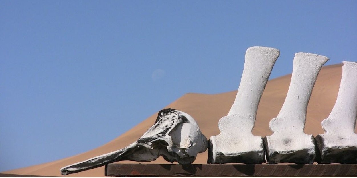 Danny Cullinane banner