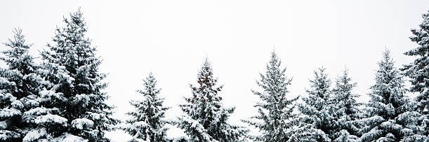 Frookie (moving accs) banner