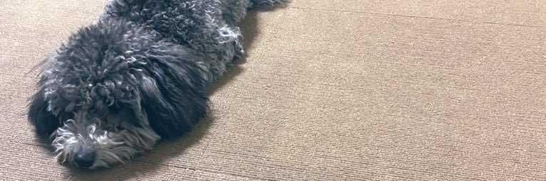 焦げはるまきとトイプー banner