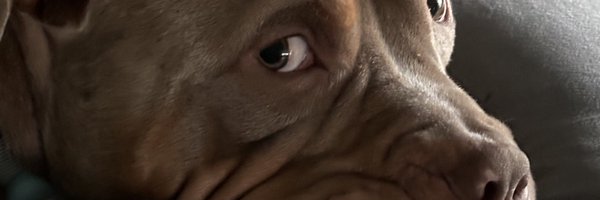 DIGauDIGag Profile Banner