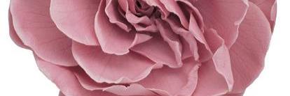 lululugreen's profile banner image